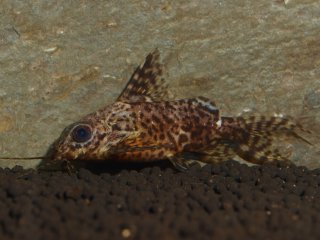 Synodontis nigriventris