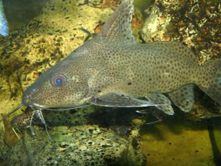 Synodontis nigromaculatus