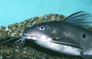 Synodontis notatus