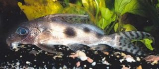 Synodontis nummifer