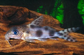 Synodontis nummifer