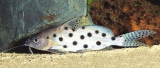 Synodontis ocellifer