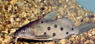 Synodontis ocellifer