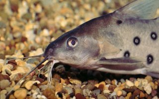 Synodontis ocellifer