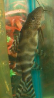 Synodontis ornatipinnis