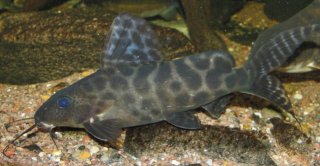 Synodontis ornatipinnis