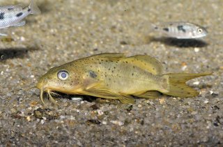 Synodontis ouemeensis