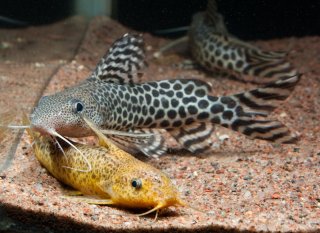 Synodontis pardalis