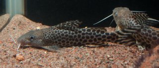 Synodontis pardalis