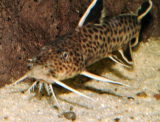 Synodontis petricola