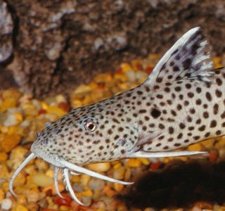 Synodontis petricola