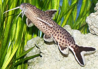 Synodontis petricola