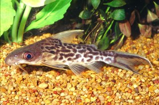 Synodontis pleurops