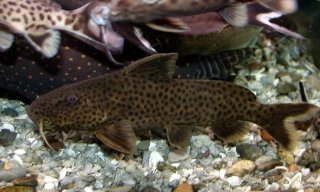 Synodontis polli