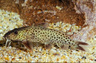 Synodontis polli