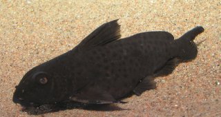 Synodontis polli