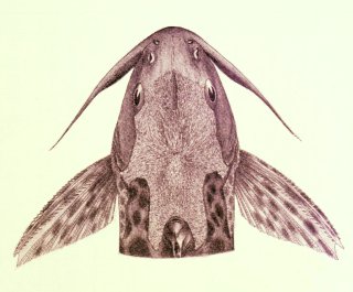 Synodontis polystigma