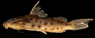 Synodontis pulcher