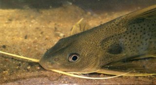 Synodontis punctifer