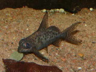 Synodontis resupinatus