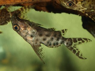 Synodontis resupinatus