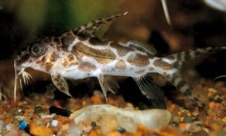 Synodontis robertsi