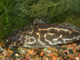 Synodontis robertsi