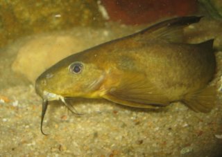 Synodontis rufigiensis