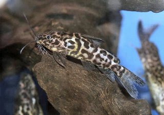 Synodontis schoutedeni