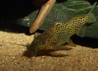 Synodontis schoutedeni