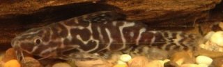 Synodontis serpentis