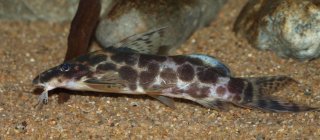 Synodontis soloni