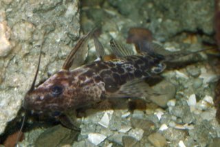 Synodontis soloni