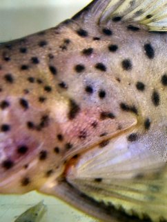 Synodontis sp. (1)