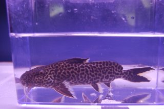 Synodontis sp. `CROCODILE ISLAND`