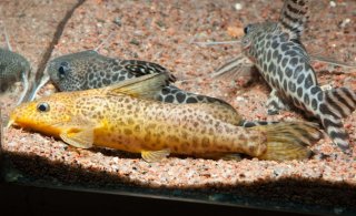 Synodontis sp. `JA RIVER`