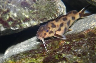 Synodontis sp. `POLLI WHITE`