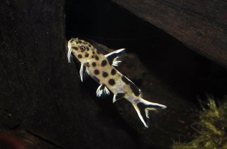 Synodontis sp. `POLLI WHITE`