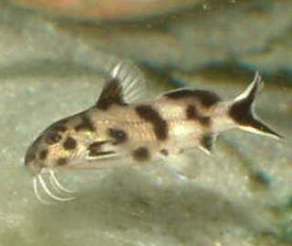 Synodontis sp. `POLLI WHITE`