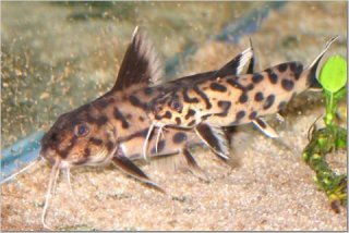 Synodontis sp. `POLLI WHITE`