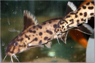 Synodontis sp. `POLLI WHITE`