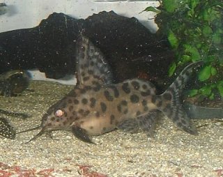 Synodontis sp. hybrid(1)