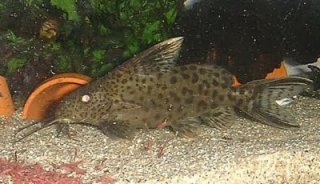 Synodontis sp. hybrid(1)