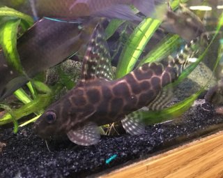 Synodontis sp. hybrid(10)