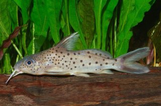 Synodontis sp. hybrid(2)