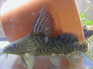 Synodontis sp. hybrid(3)