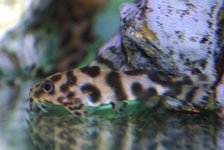 Synodontis sp. hybrid(4)