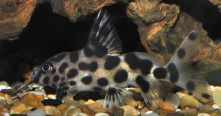 Synodontis sp. hybrid(4)