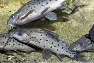 Synodontis sp. hybrid(7)