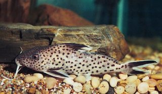 Synodontis tanganyicae